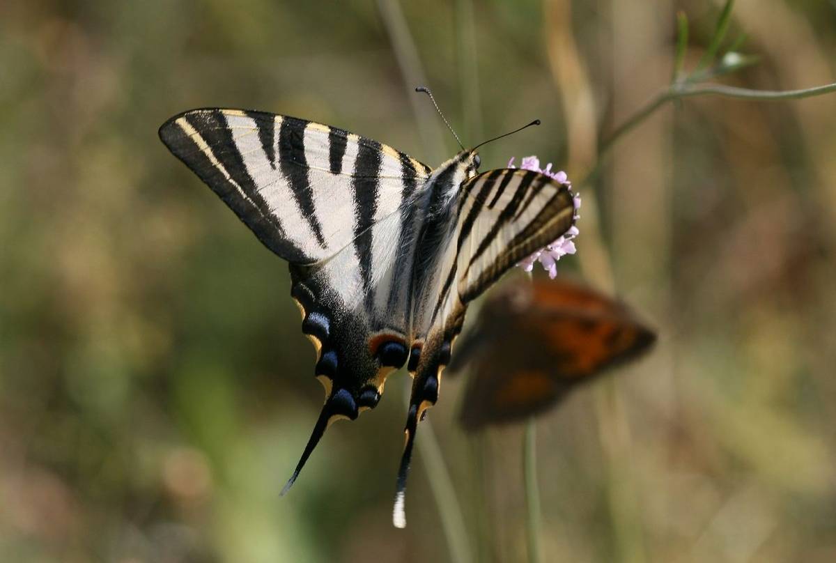 Spanish Swallowtail