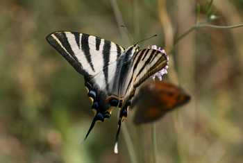 Spanish Swallowtail