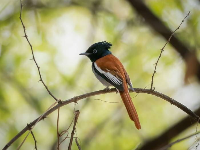 African Paradise Flycatcher © T. Laws, February 2024 tour