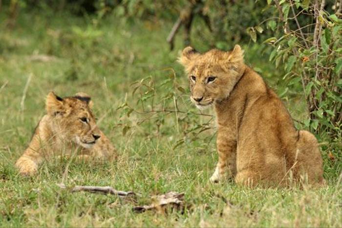 Lion cubs (Bret Charman)