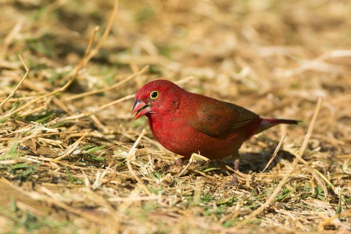 Red-billed Firefinch