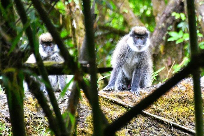 Bale Mountain Vervet © Helen Pinchin