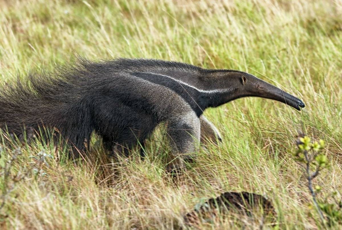 Giant Anteater - Karanambu (Peter Stott)