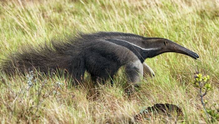 Giant Anteater - Karanambu (Peter Stott)