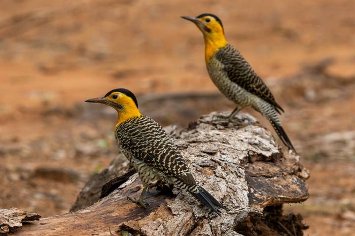 Campo Flicker © James Warren, May 2026 (2).jpg