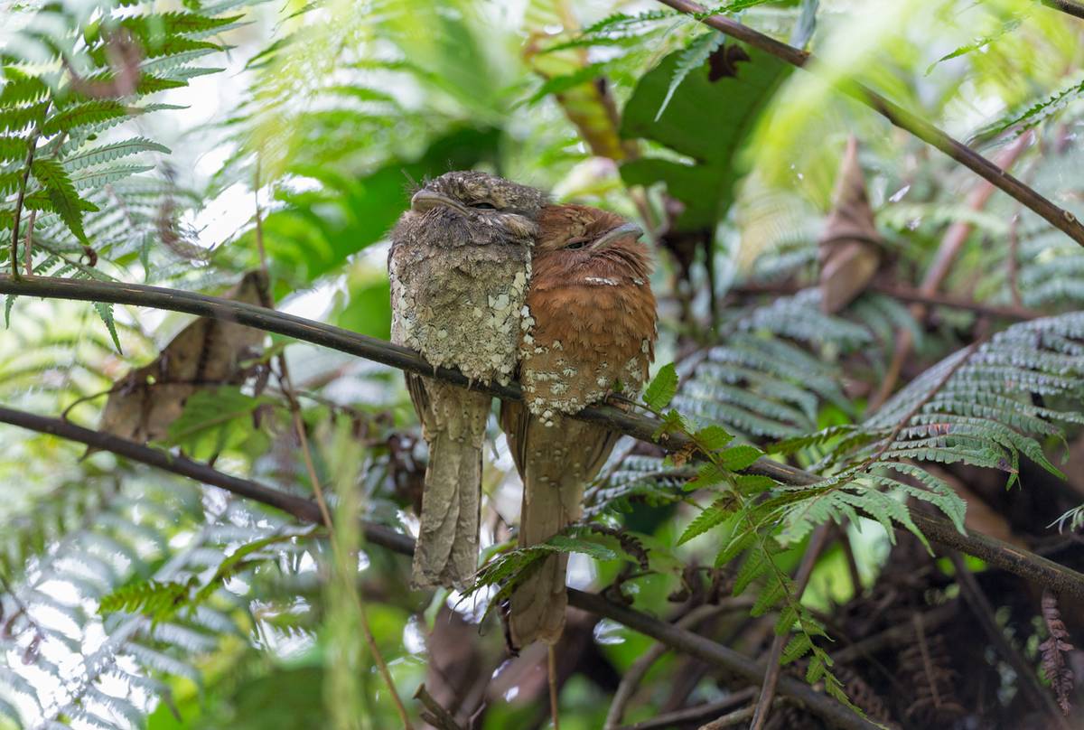 Sri Lankan Frogmouths (Tom Ambrose)