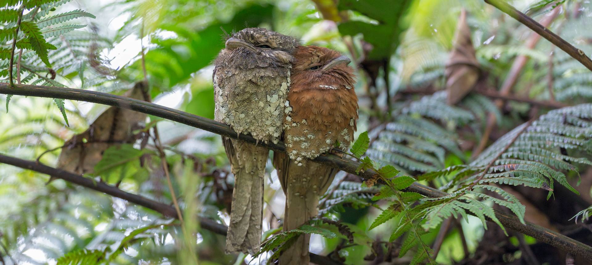 Sri Lankan Frogmouths (Tom Ambrose)
