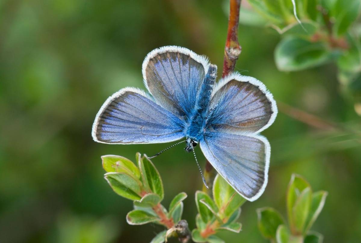 Silver-studded Blue shutterstock_111305228.jpg