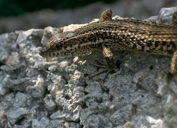 North African Snake-eyed Lizard (Ophisops occidentalis)