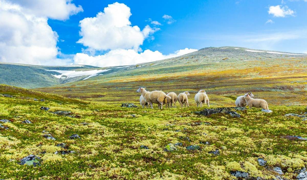 Sheep grazing in beautiful mountain and landscape panorama with untouched nature hills and rocks stones in Rondane National …