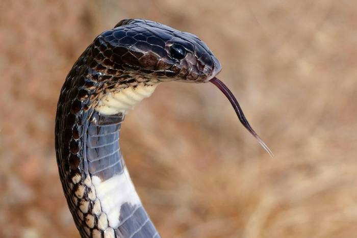 Kunene Shield Cobra (Aspidelaps lubricus cowlesi) © Andre Van Hecke, January 2023 tour