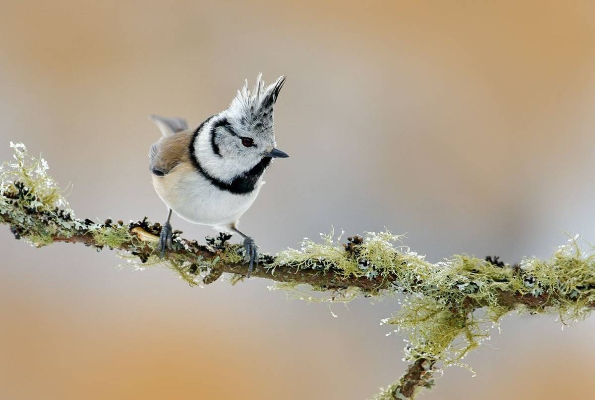 Crested Tit