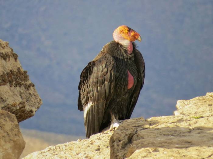 Californian Condor, Grand Canyon, Arizona, North America shutterstock_1435815602.jpg