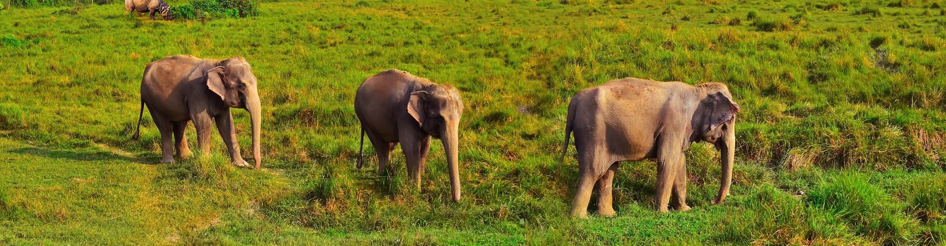 Explore Chitwan National Park: The Ultimate Everest Base Camp Trek Extension!