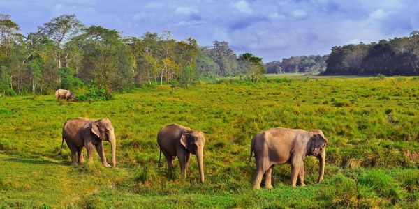 Wild landscape with asian elephants in CHITWAN , Nepal