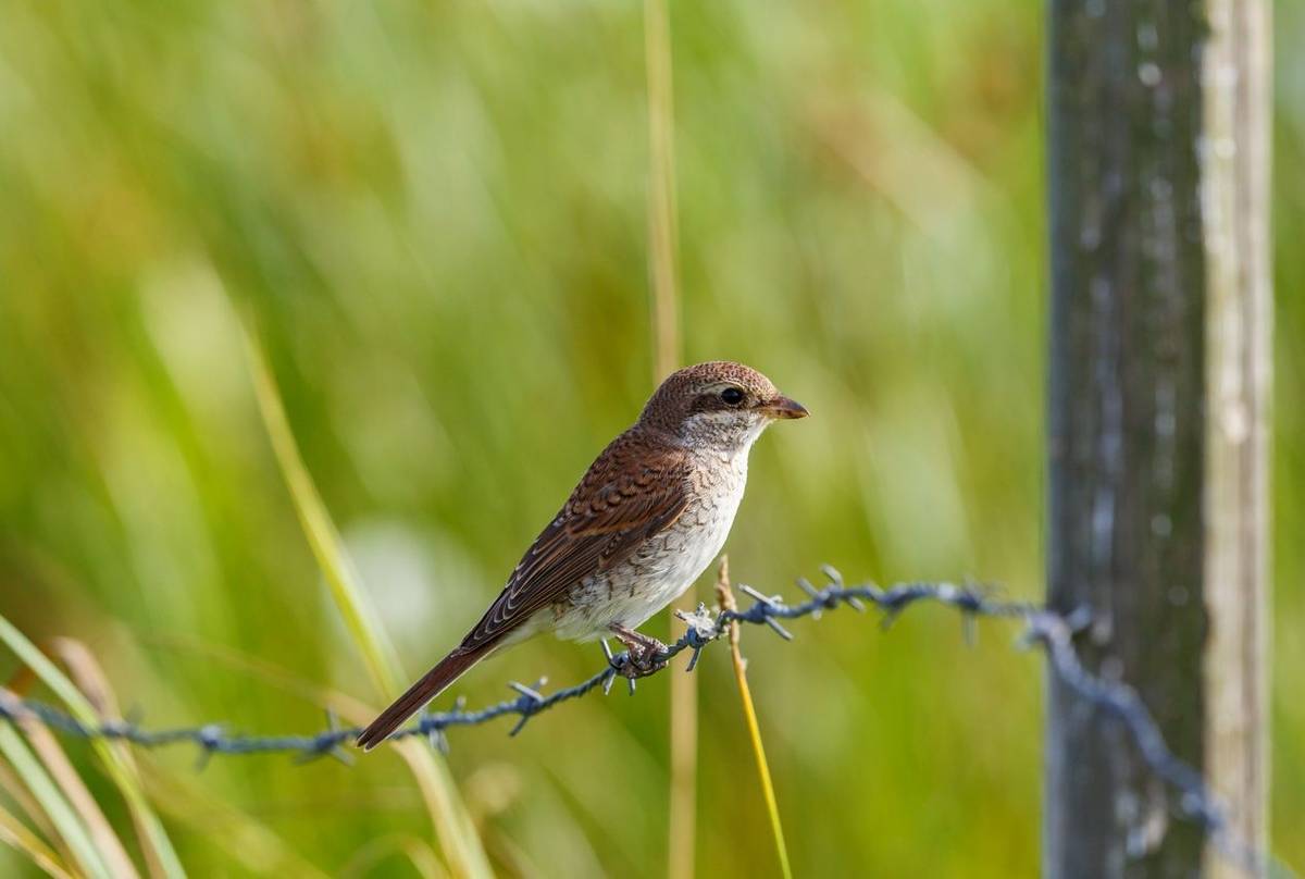 Red-backed Shrike shutterstock_1707959500.jpg