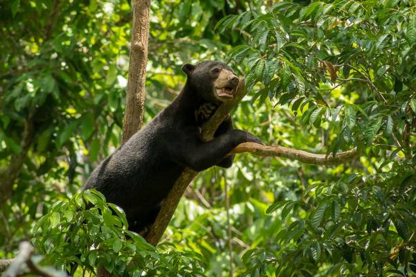 Sun Bear, Borneo Shutterstock 795019435