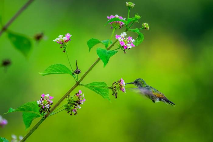 Plain-bellied Emerald © A J Bradshaw, March 2026 tour