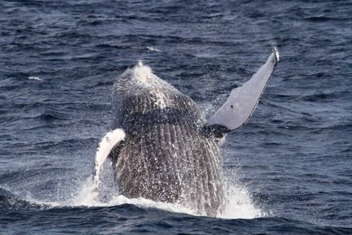 Humpback Whale (Peter Dunn)