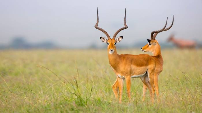 Impala, Masai Mara, Kenya