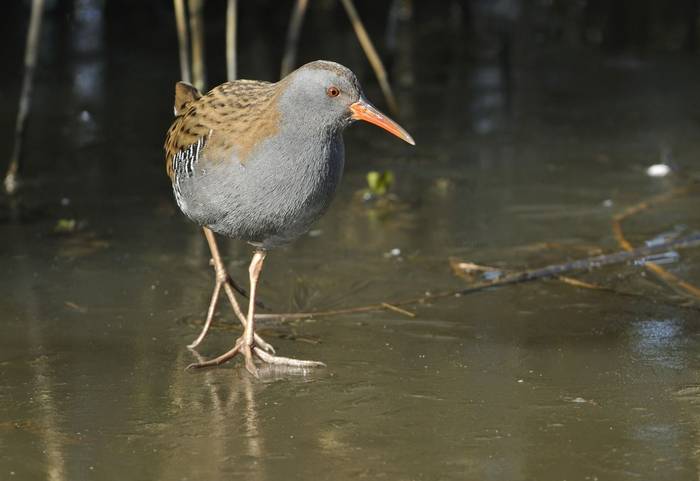 Water Rail shutterstock_165076145.jpg