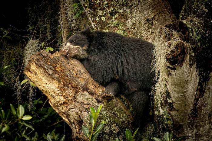 Andean Bear © Francisco Muñoz