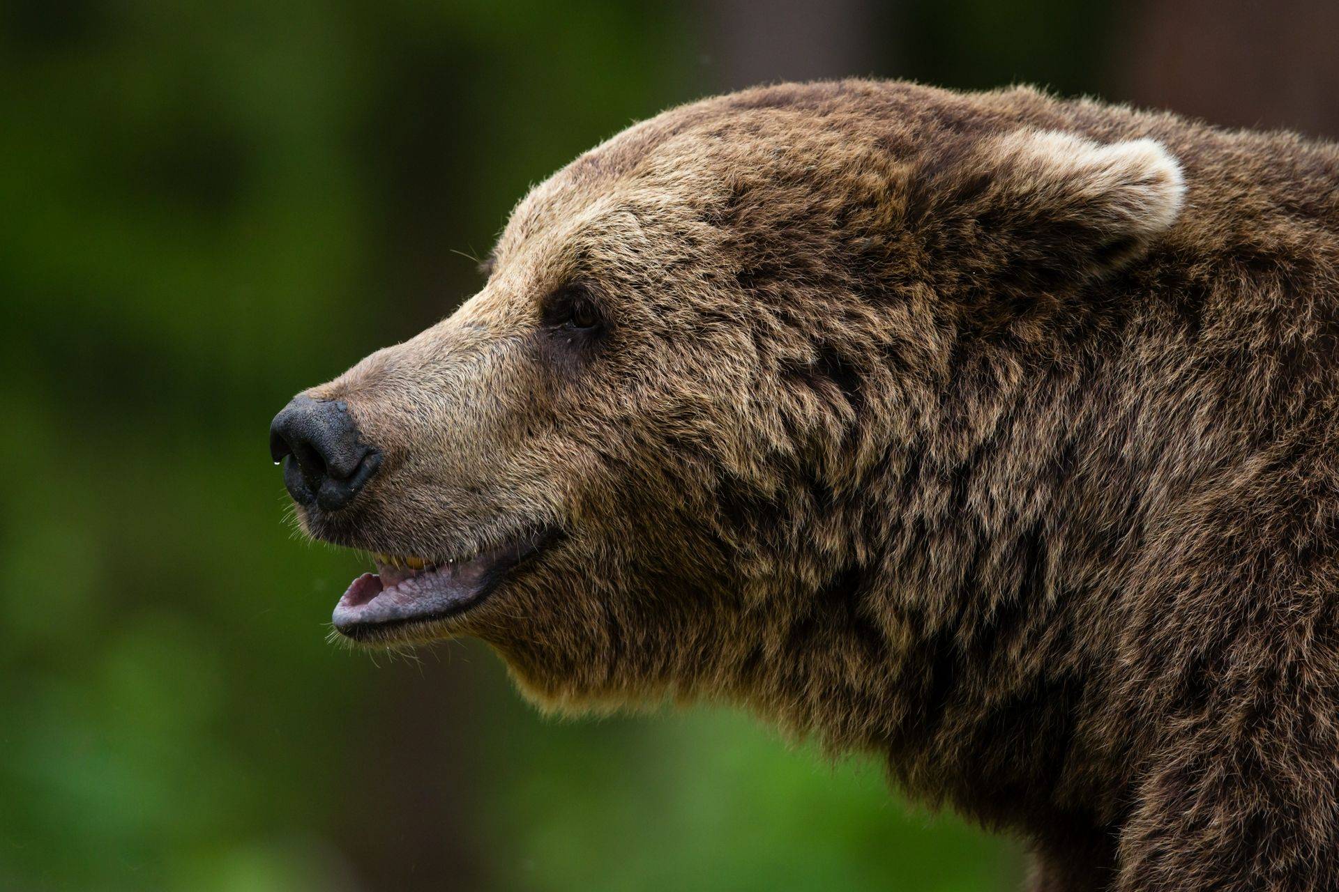 Какой нос у медведя. Бурый медведь. Нос медведя. Медвежья губа. Нос бурого медведя.