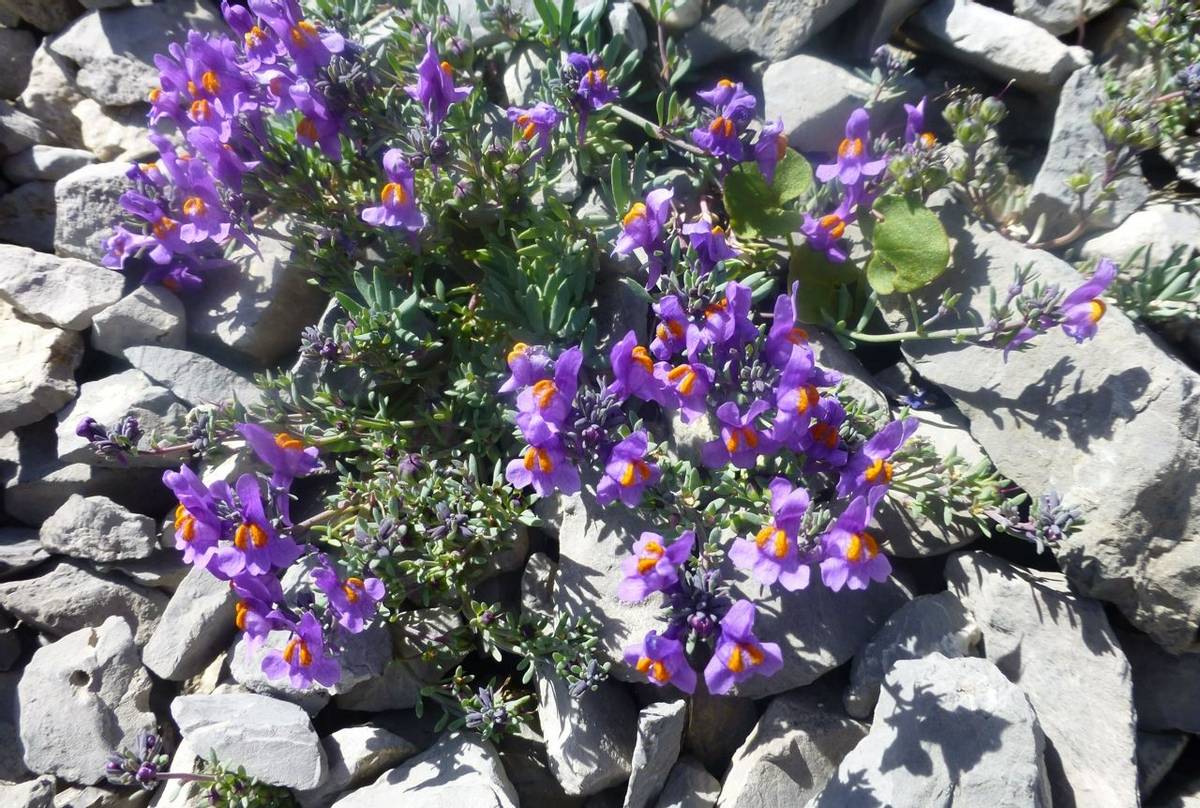 Linaria alpina (Alpine Toadflax) (Kerrie Porteous)