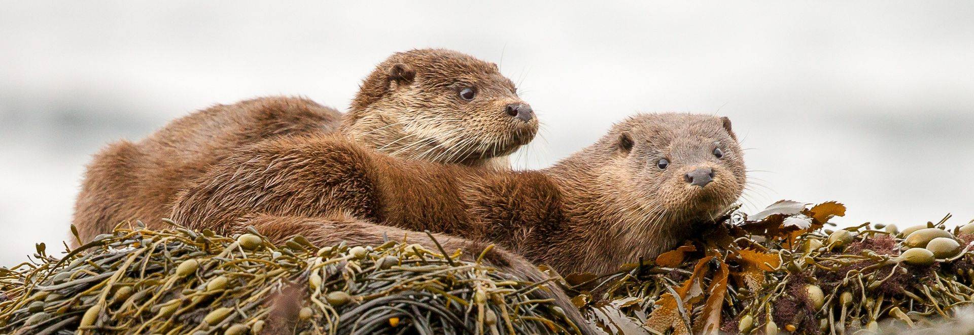 Wildlife Holidays in Scotland for 2020/21 Naturetrek