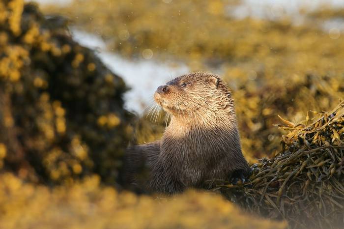 Otter, Scotland Shutterstock 1016646304