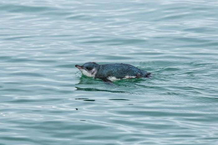 Little Blue Penguin, New Zealand shutterstock_497638393.jpg
