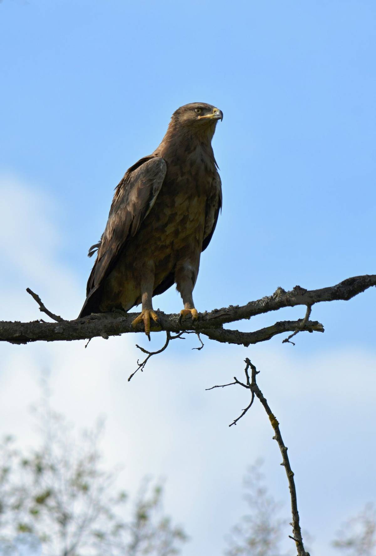 Lesser Spotted Eagle, Martin Hrouzek