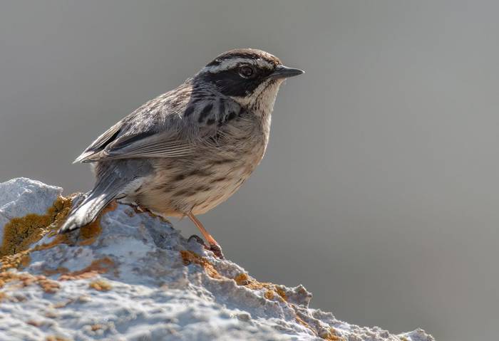 Radde's Accentor © Chris Griffin, May 2025 1.jpg