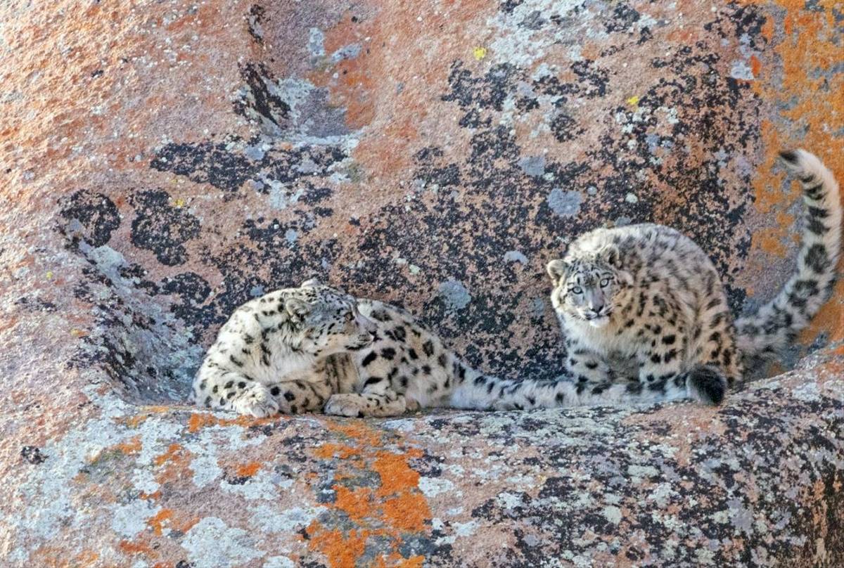 Snow Leopards (Soaring Expeditions)