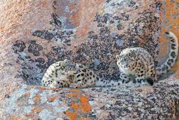 Snow Leopards (Soaring Expeditions)