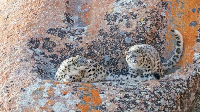 Snow Leopards (Soaring Expeditions)