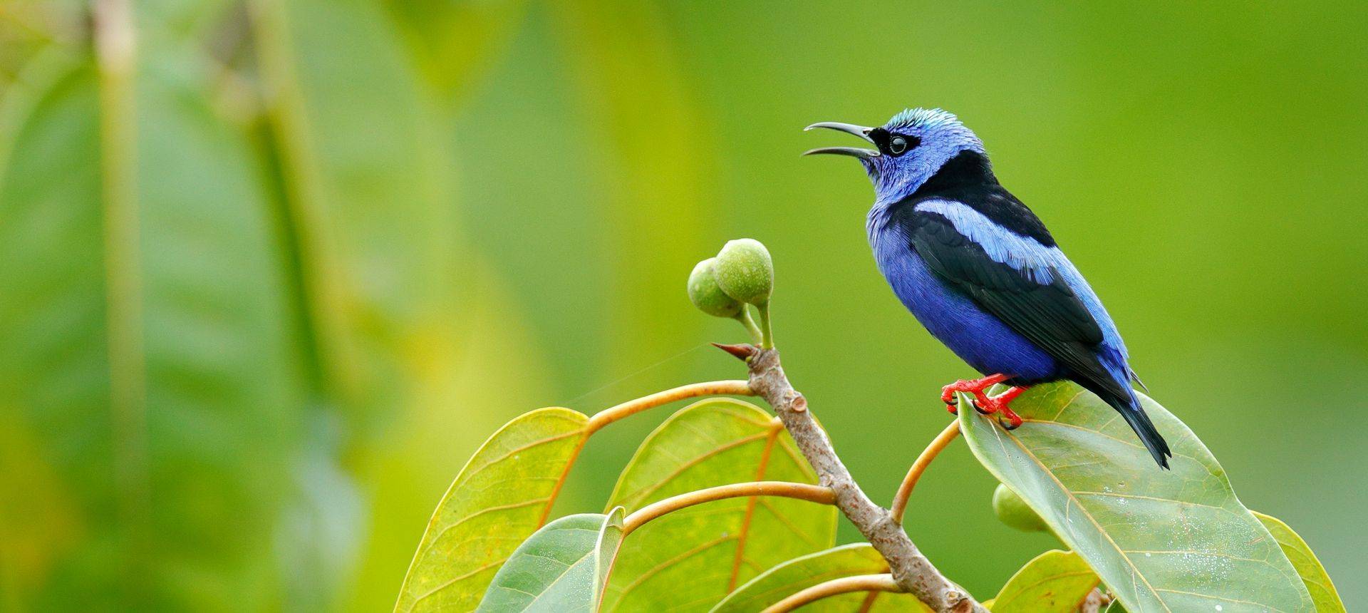 Red-legged Honeycreeper