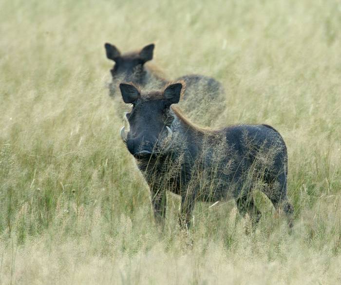 Warthogs (Eric Browett)