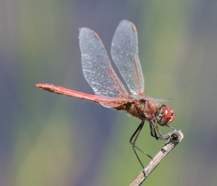 Scarlet Dragonfly (Judith Rolfe)