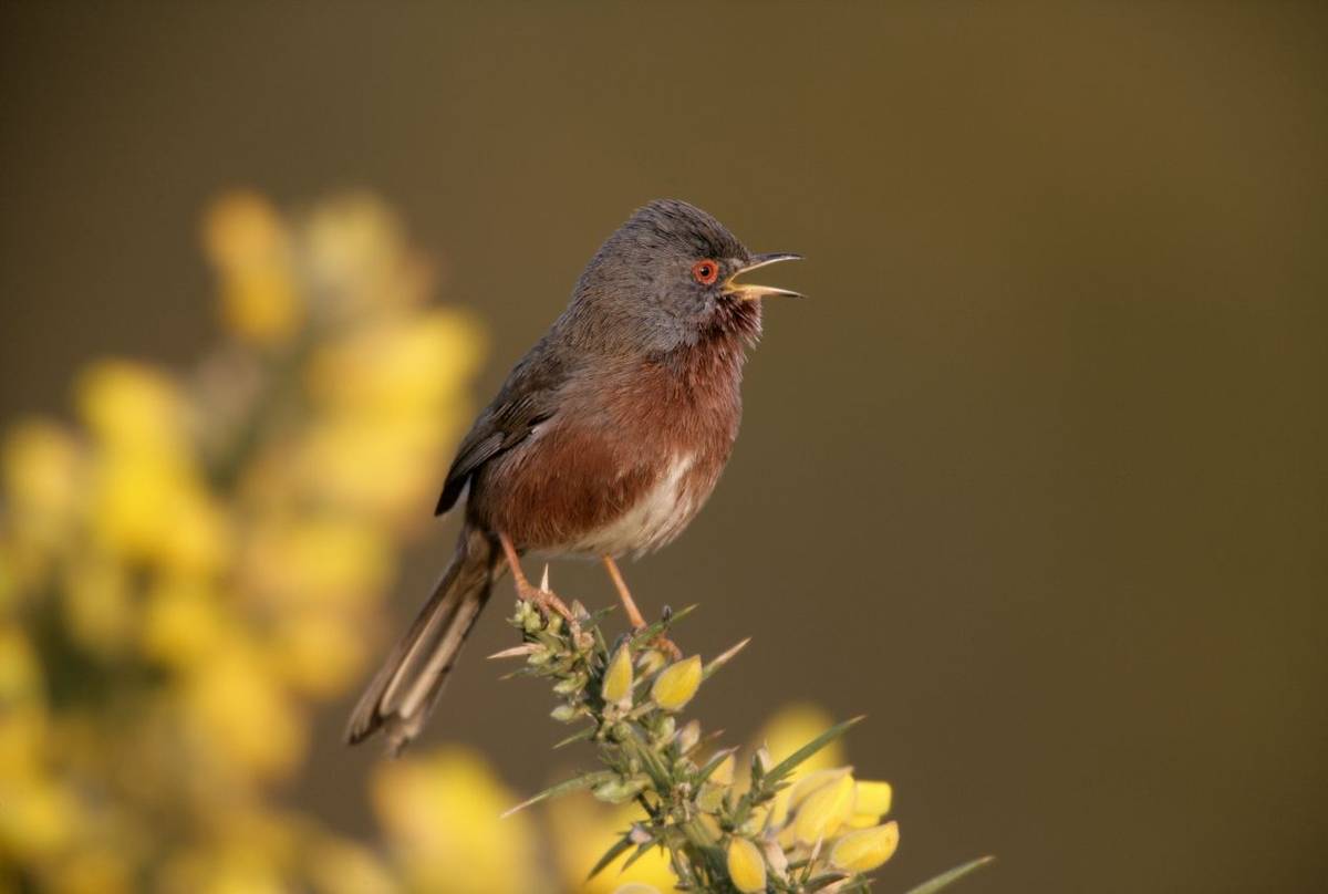 Dartford Warbler Shutterstock 160095434