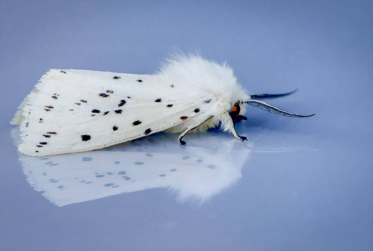 White Ermine (David Jackson).jpg