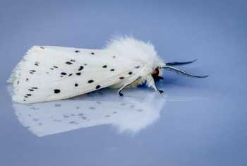 White Ermine (David Jackson).jpg