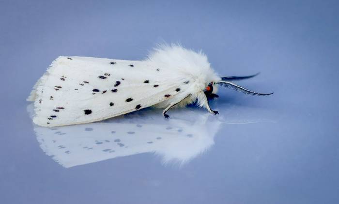 White Ermine (David Jackson).jpg