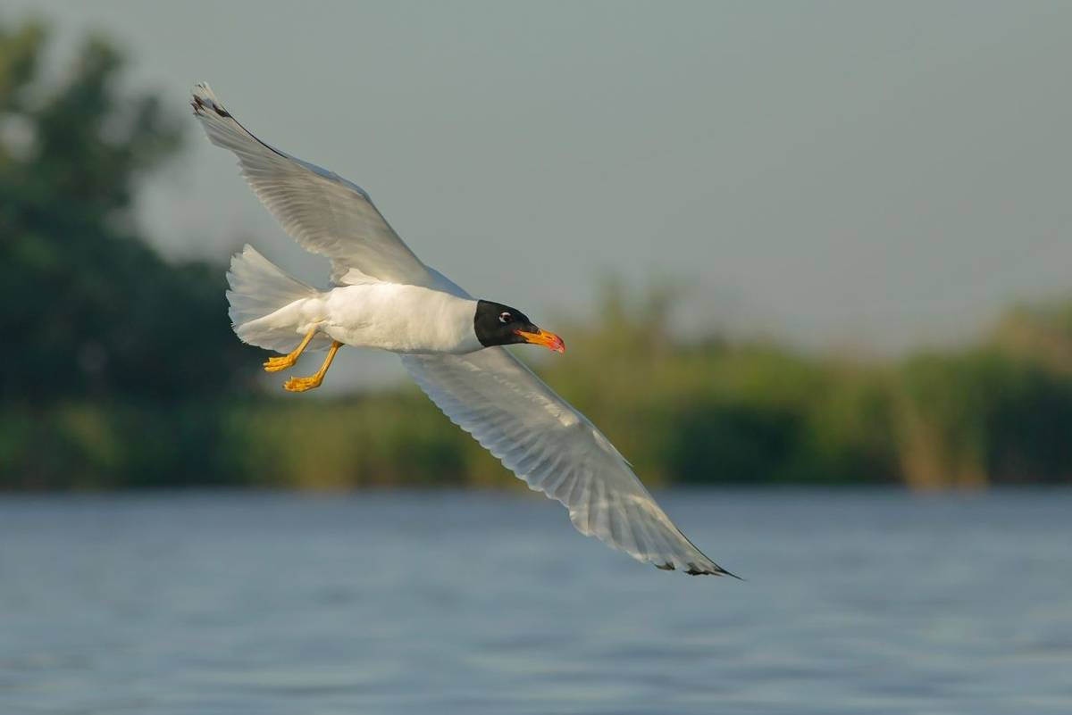 Pallas's Gull