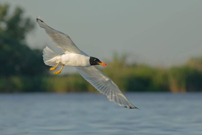 Pallas's Gull