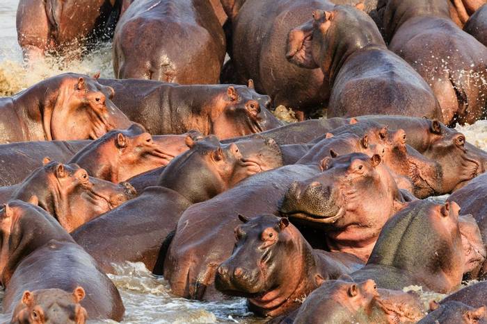 Hippos, South Luangwa, Zambia shutterstock_562459846.jpg