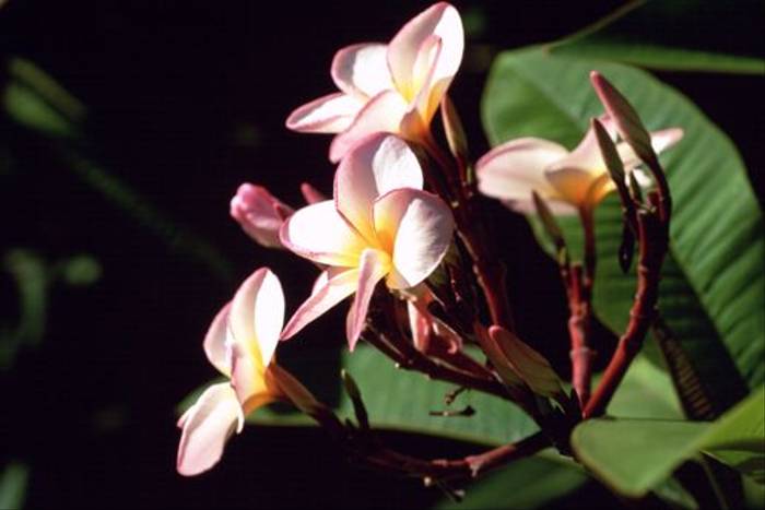 Plumeria obtusa (Rowan McOnegal)