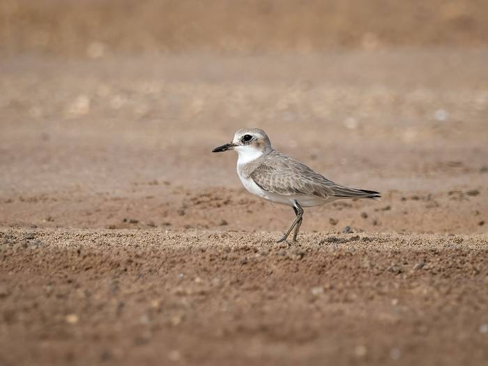 Greater Sand Plover © T. Laws, February 2024 tour