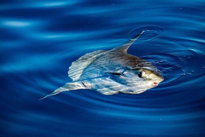 Ocean Sunfish shutterstock_673134970.jpg