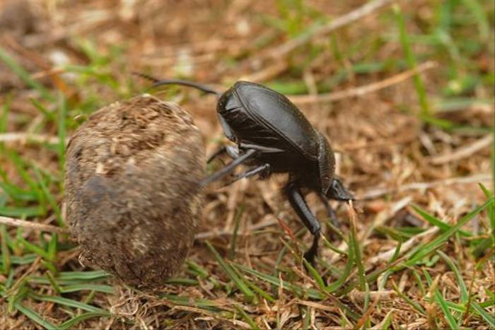 Scarab Beetle (David Morris)